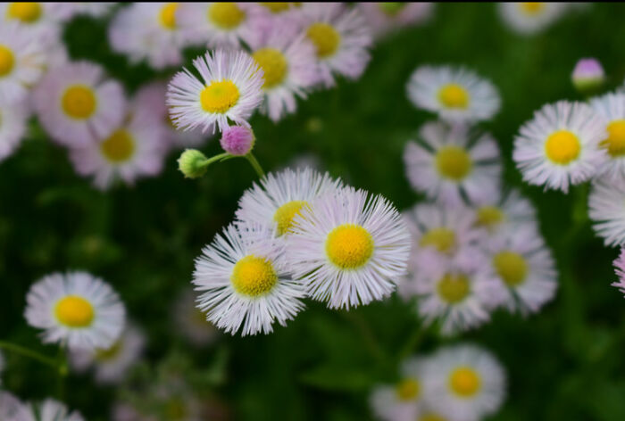 Cool Flower I Found In My Yard