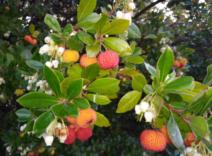 Saw This Plant While Garage Saling