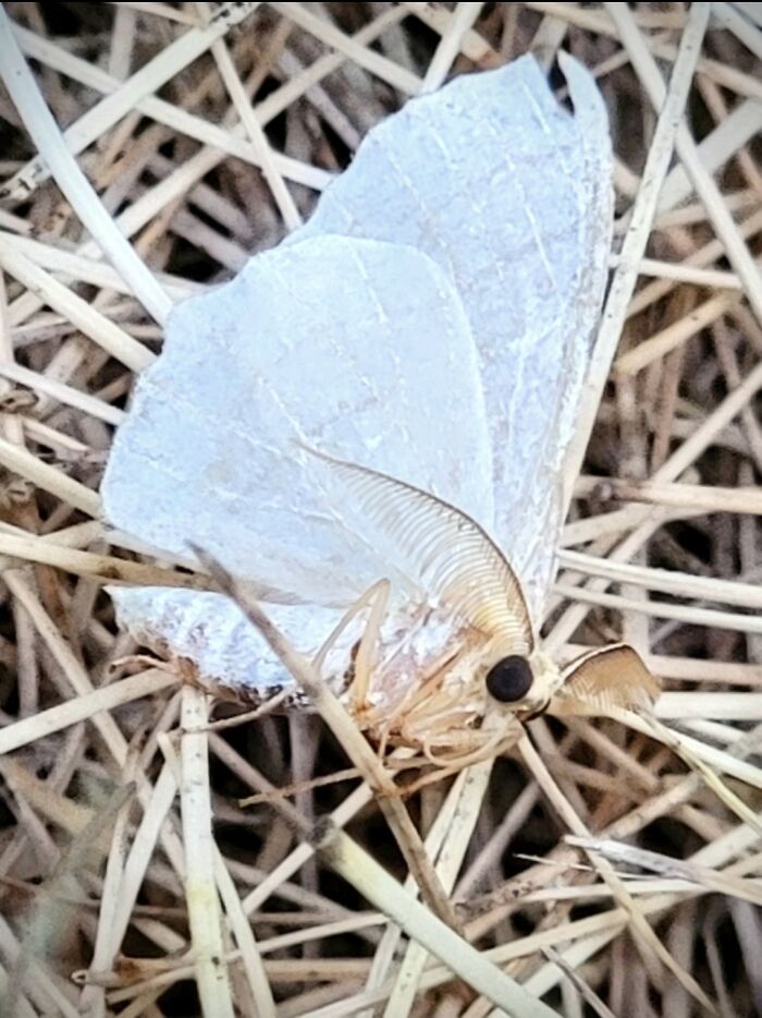 A Photo Of A Moth I Took A Year Ago ^~^ The Antennae Are So Cute And Wispy