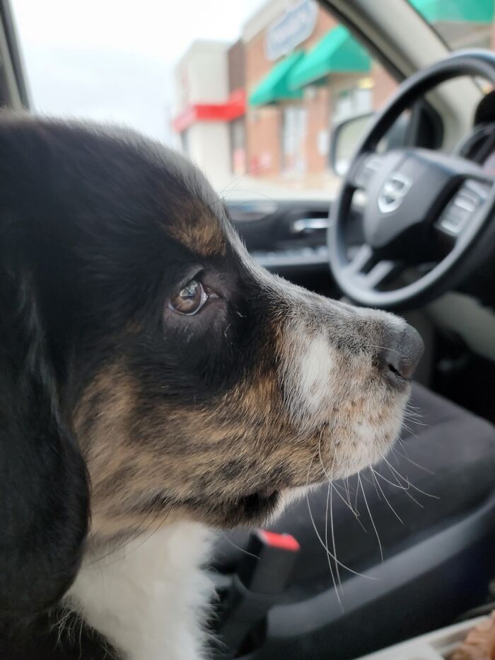 My Puppy When He Was A Smol-Er Puppy