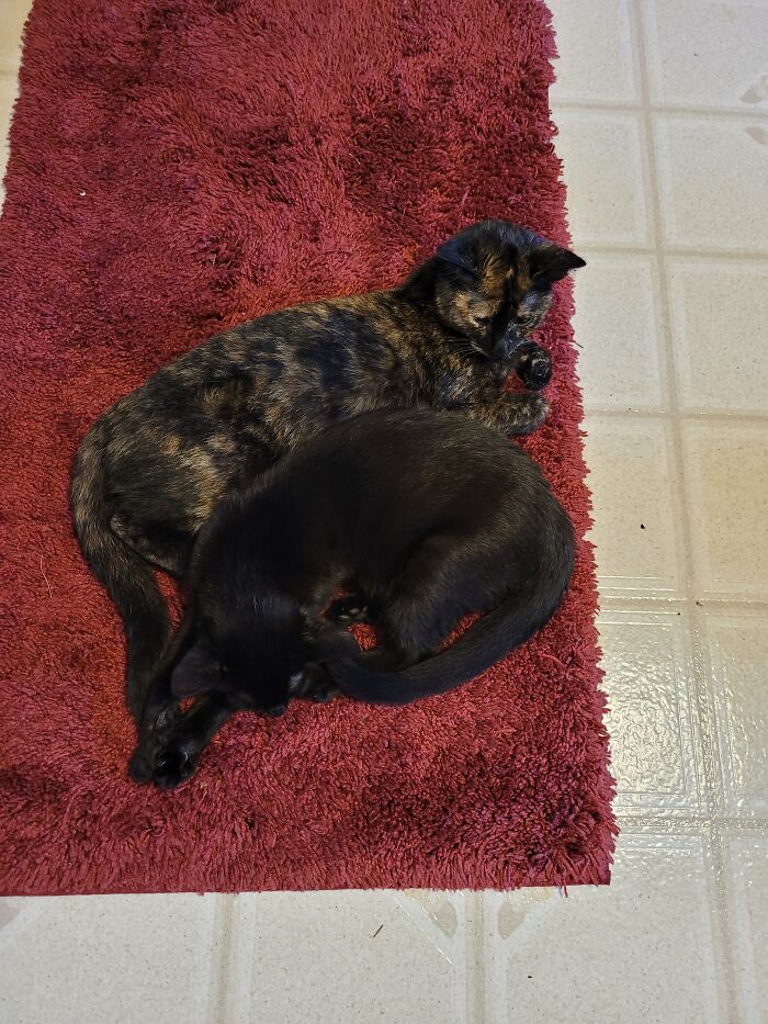 Slurpee And Spritzer