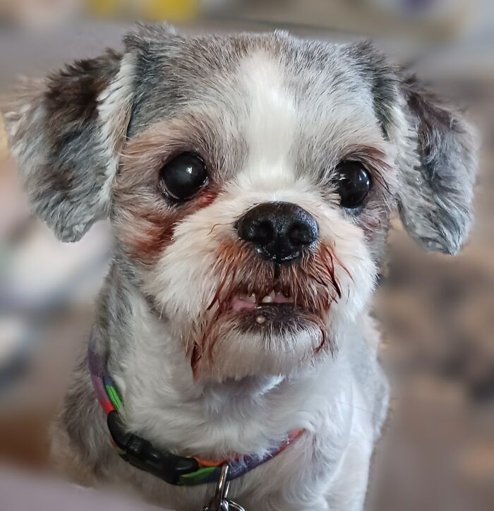 Sebastian, The Happiest Doggo Ever, Has Elbow Dysplasia And Limited Vision