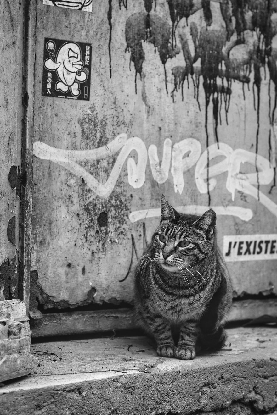 Stray Cat In Istanbul