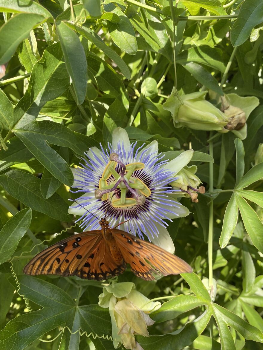 Then We Will Have Tons Of Butterflies Flitting All Around!