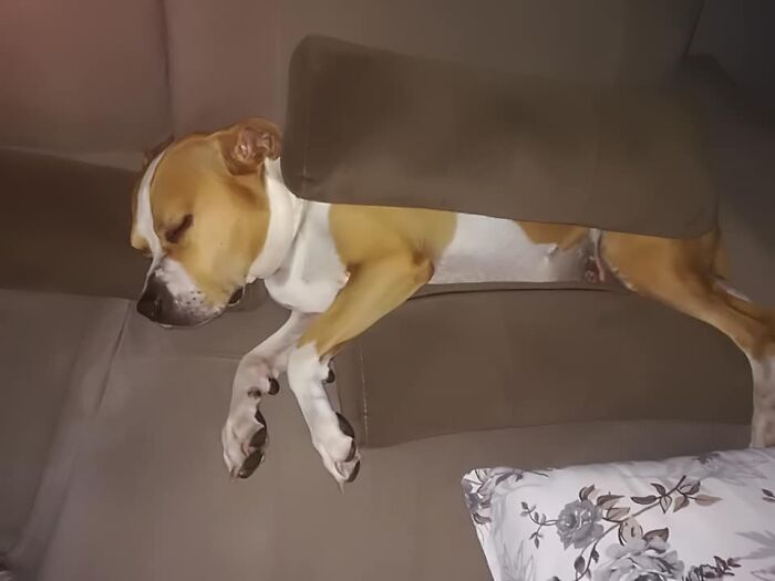 The 5 Most Crucial Life Lessons My Pitbull Dog Dina Taught Me (32 Pics)