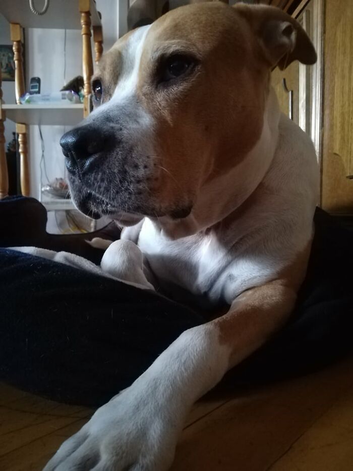 The 5 Most Crucial Life Lessons My Pitbull Dog Dina Taught Me (32 Pics)