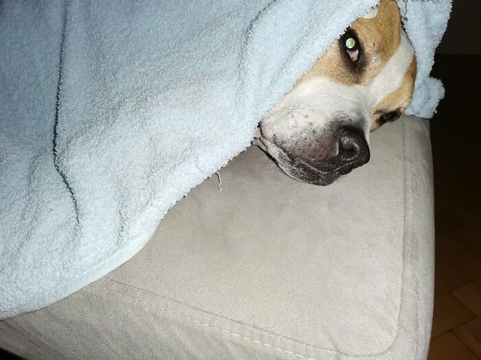 The 5 Most Crucial Life Lessons My Pitbull Dog Dina Taught Me (32 Pics)