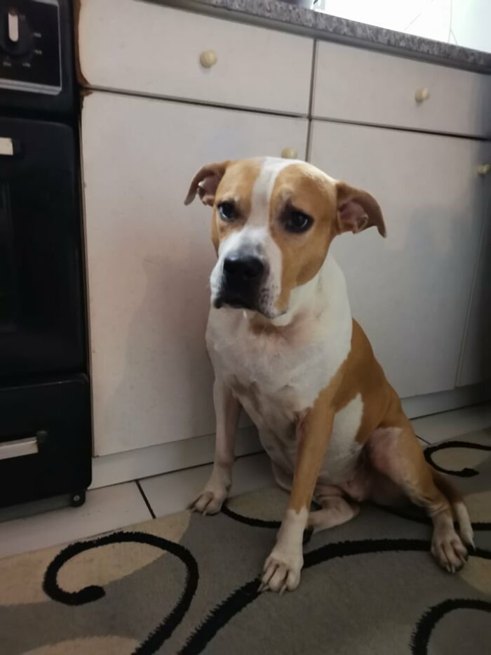 The 5 Most Crucial Life Lessons My Pitbull Dog Dina Taught Me (32 Pics)