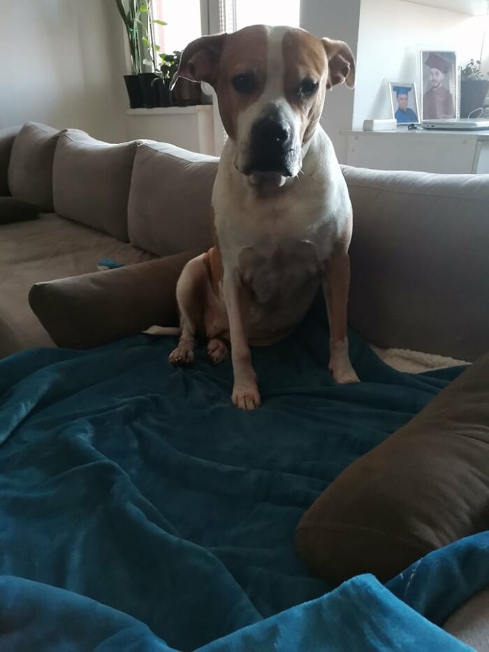 The 5 Most Crucial Life Lessons My Pitbull Dog Dina Taught Me (32 Pics)