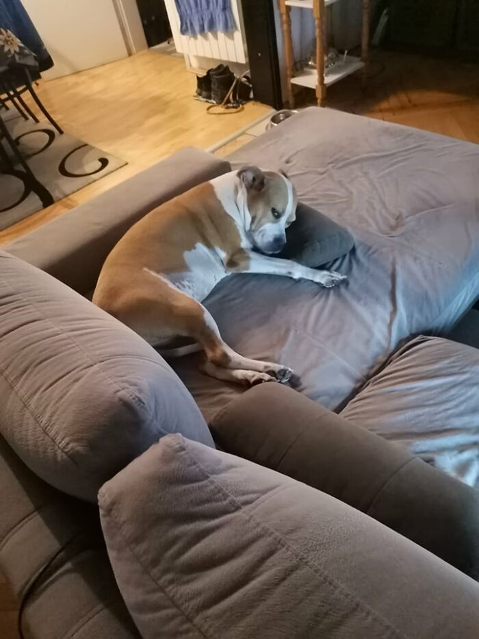 The 5 Most Crucial Life Lessons My Pitbull Dog Dina Taught Me (32 Pics)