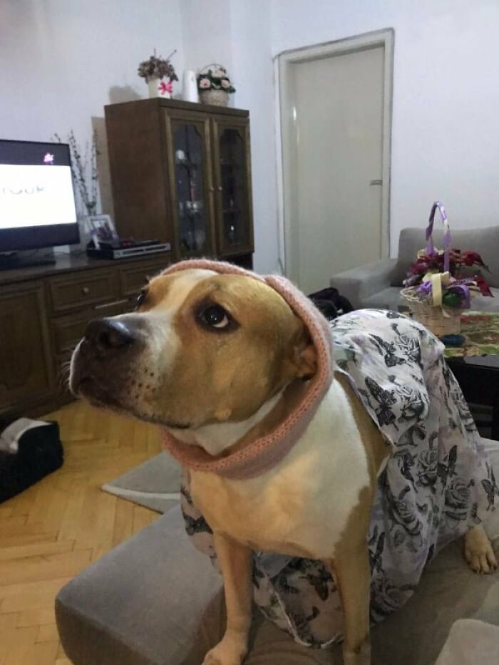 The 5 Most Crucial Life Lessons My Pitbull Dog Dina Taught Me (32 Pics)