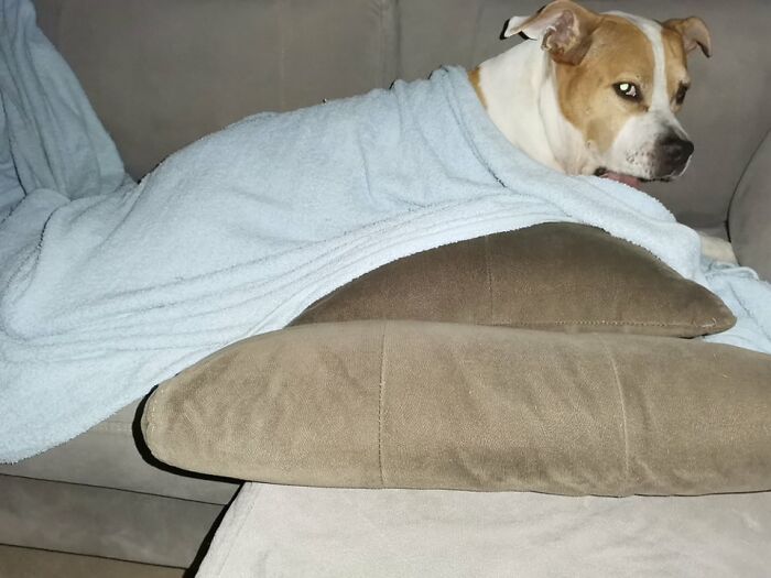 The 5 Most Crucial Life Lessons My Pitbull Dog Dina Taught Me (32 Pics)