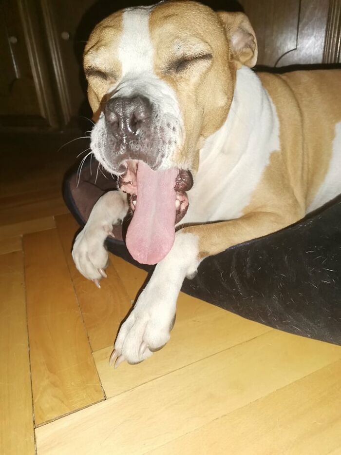 The 5 Most Crucial Life Lessons My Pitbull Dog Dina Taught Me (32 Pics)