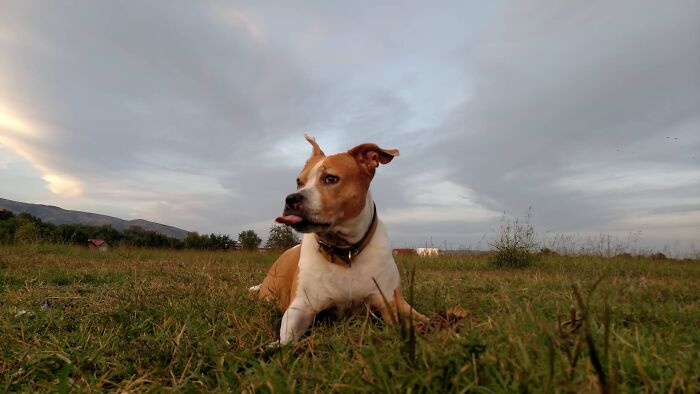 The 5 Most Crucial Life Lessons My Pitbull Dog Dina Taught Me (32 Pics)