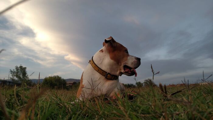 The 5 Most Crucial Life Lessons My Pitbull Dog Dina Taught Me (32 Pics)