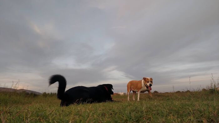 The 5 Most Crucial Life Lessons My Pitbull Dog Dina Taught Me (32 Pics)