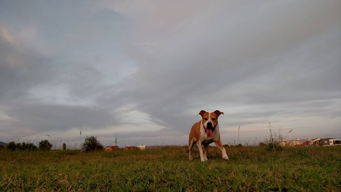 The 5 Most Crucial Life Lessons My Pitbull Dog Dina Taught Me (32 Pics)