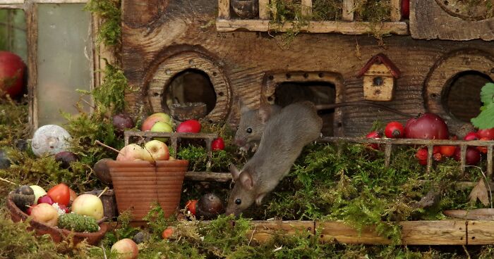 I Built A Scaled-Down Village For Wild Mice In My Garden, And They Love It I Built A Scaled-Down Village For Wild Mice In My Garden, And They Love It