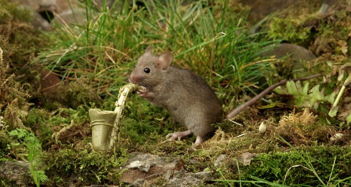 I Built A Scaled-Down Village For Wild Mice In My Garden, And They Love It I Built A Scaled-Down Village For Wild Mice In My Garden, And They Love It