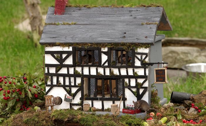 I Built A Scaled-Down Village For Wild Mice In My Garden, And They Love It I Built A Scaled-Down Village For Wild Mice In My Garden, And They Love It