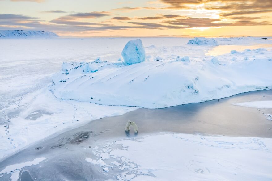 Category: Wildlife, Highly Commended, Magic Polar Bears By Florian Ledoux