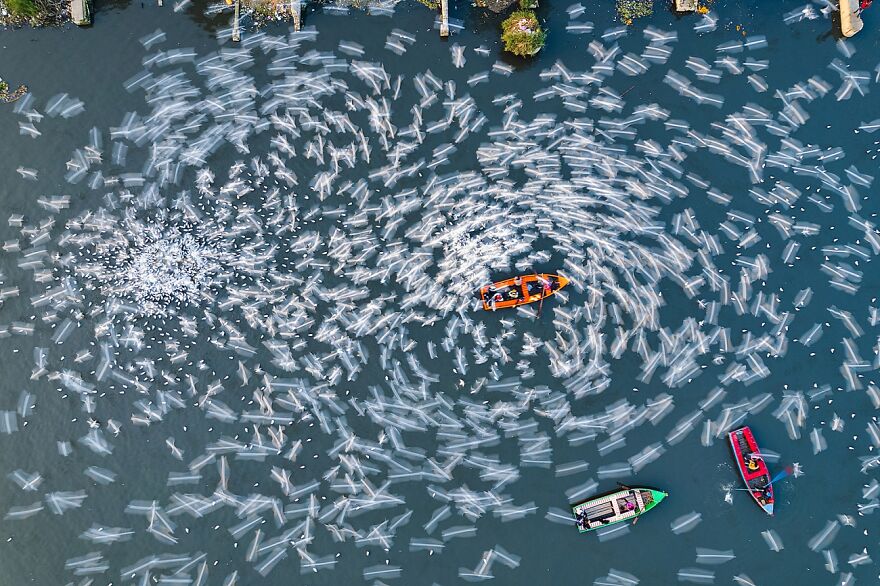 Category: Wildlife, Highly Commended, Siberian Whirlpool By Dipabrata Sur