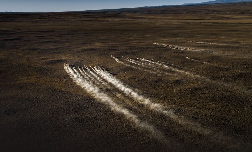 Category: Wildlife, Commended, Galloping In The Snowfield By Liangming Deng