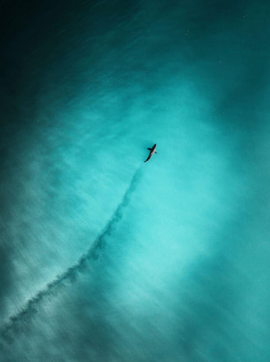 Category: Wildlife, Commended, Great White Vortex By Clay Folden