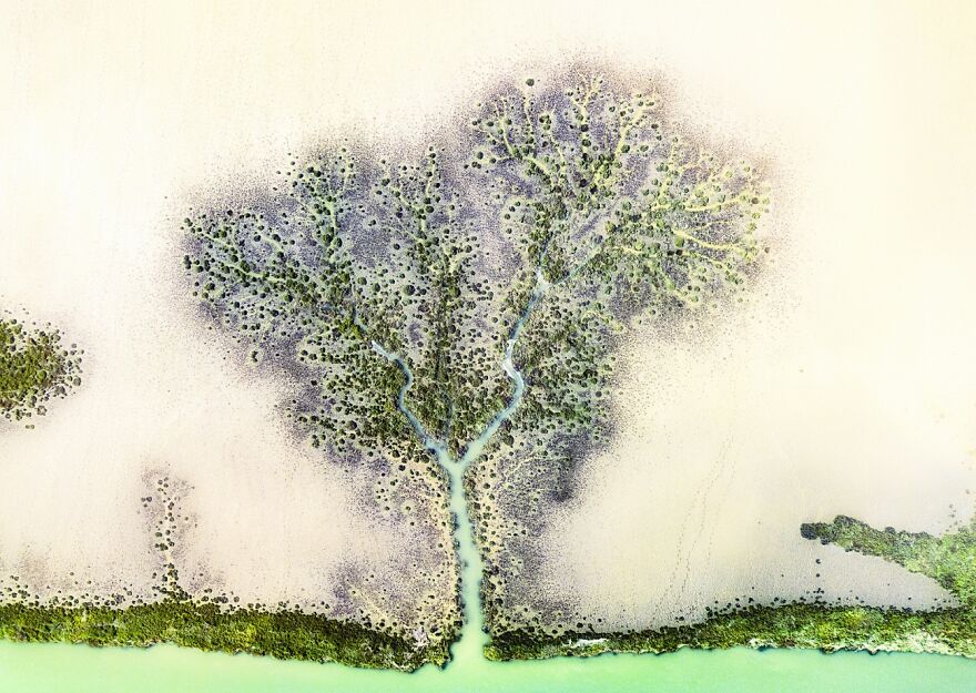 Category: Abstract, Commended, The Tree By Jose Pesquero Gomez