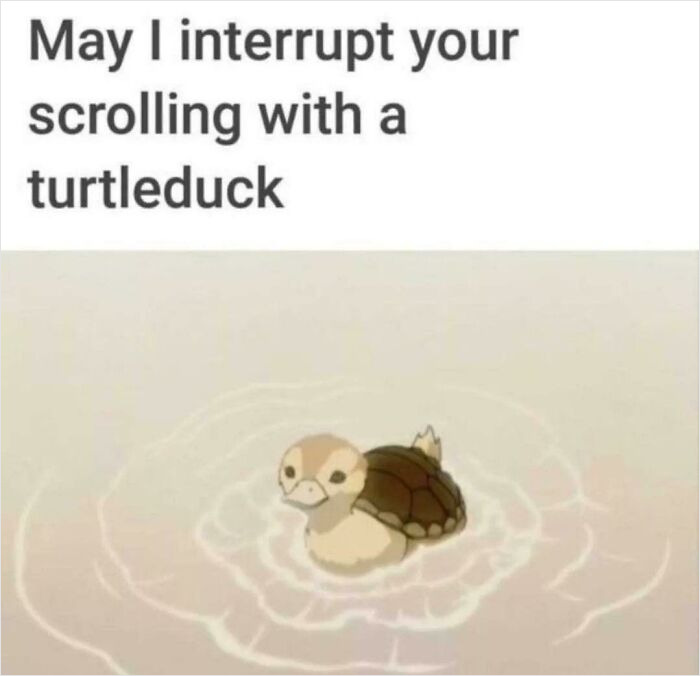 Turtle Duck +100 Cuteness +100 Defense +1000 Quack