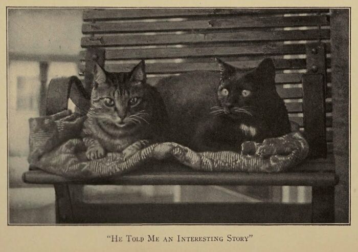 This Twitter Account Brings Together The Best Pictures Of Cats And Their Stories From The Past
