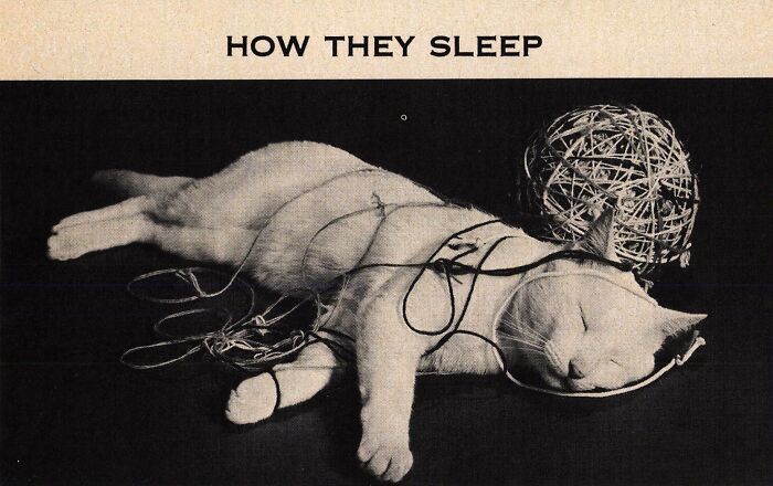 This Twitter Account Brings Together The Best Pictures Of Cats And Their Stories From The Past