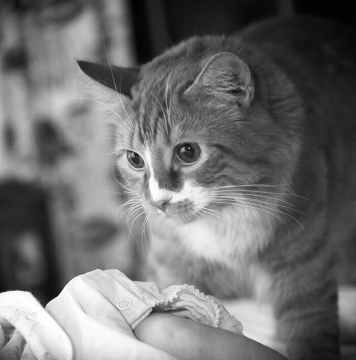 This Twitter Account Brings Together The Best Pictures Of Cats And Their Stories From The Past