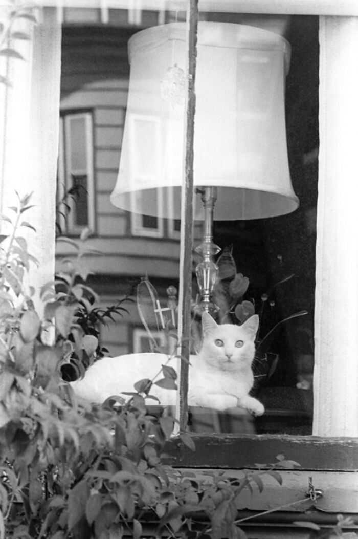 This Twitter Account Brings Together The Best Pictures Of Cats And Their Stories From The Past