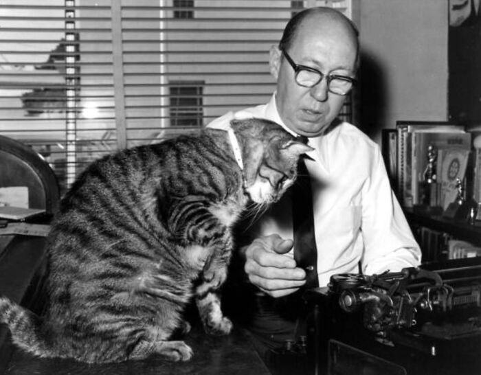 This Twitter Account Brings Together The Best Pictures Of Cats And Their Stories From The Past