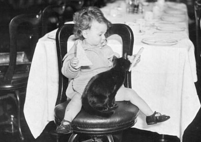 This Twitter Account Brings Together The Best Pictures Of Cats And Their Stories From The Past