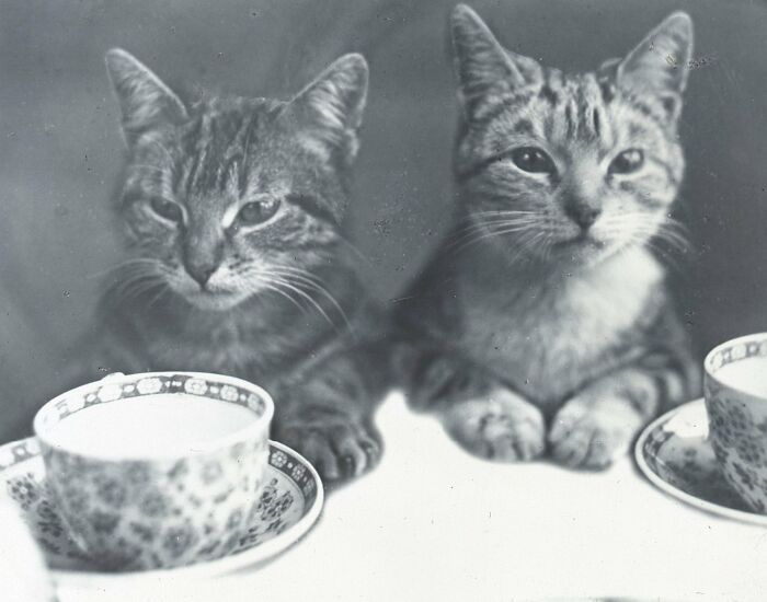 This Twitter Account Brings Together The Best Pictures Of Cats And Their Stories From The Past