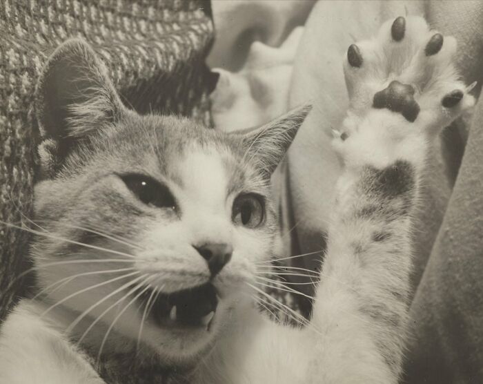 This Twitter Account Brings Together The Best Pictures Of Cats And Their Stories From The Past