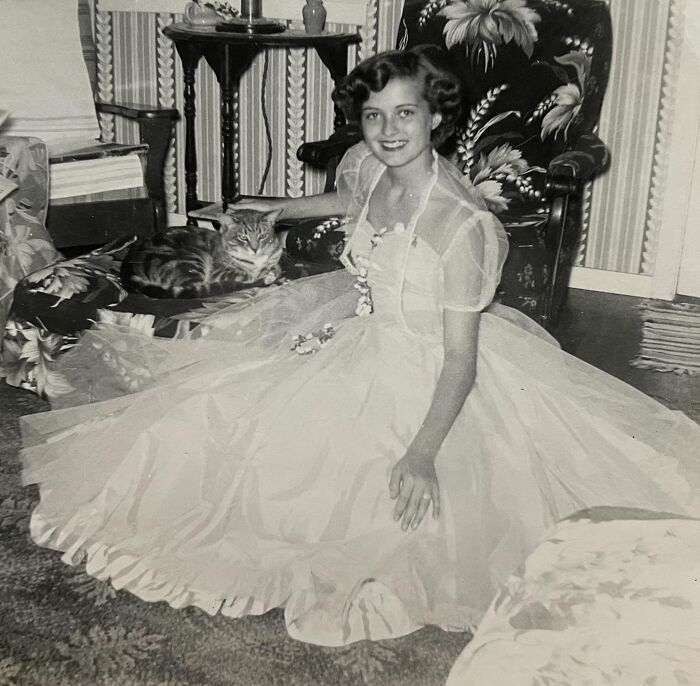 This Twitter Account Brings Together The Best Pictures Of Cats And Their Stories From The Past