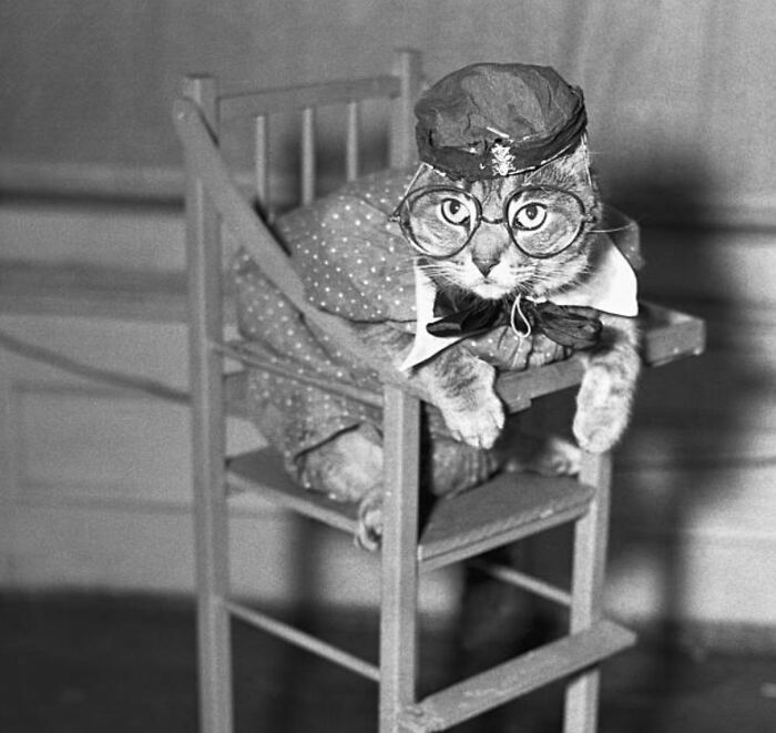 This Twitter Account Brings Together The Best Pictures Of Cats And Their Stories From The Past