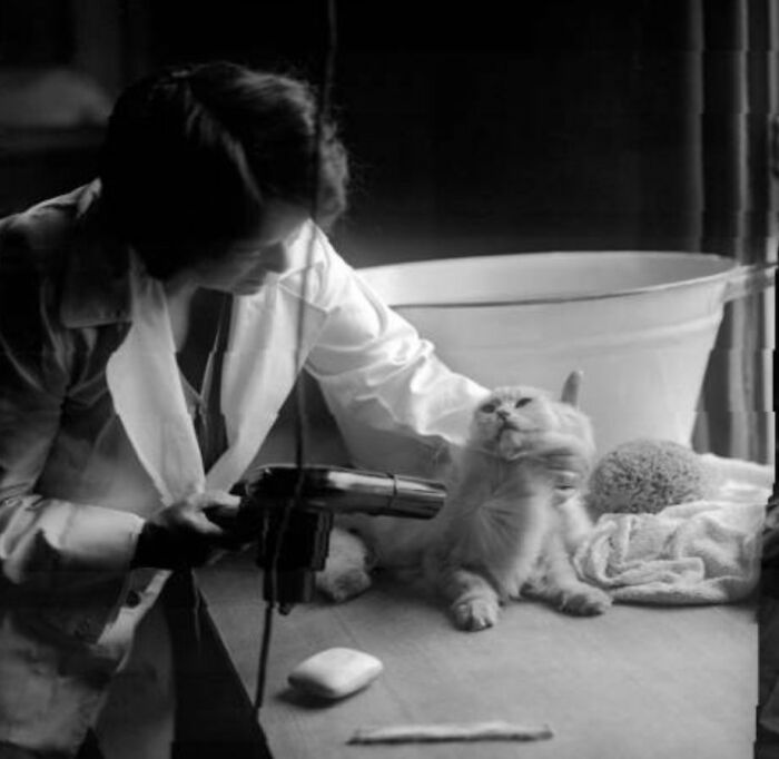 This Twitter Account Brings Together The Best Pictures Of Cats And Their Stories From The Past