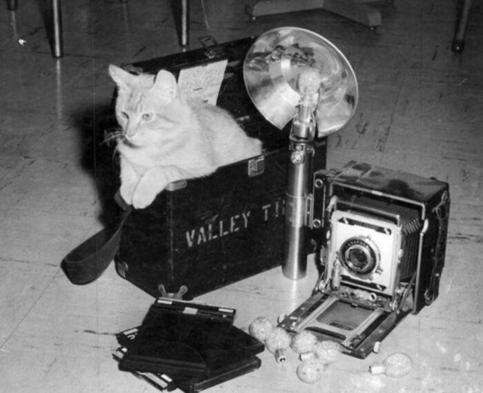 This Twitter Account Brings Together The Best Pictures Of Cats And Their Stories From The Past