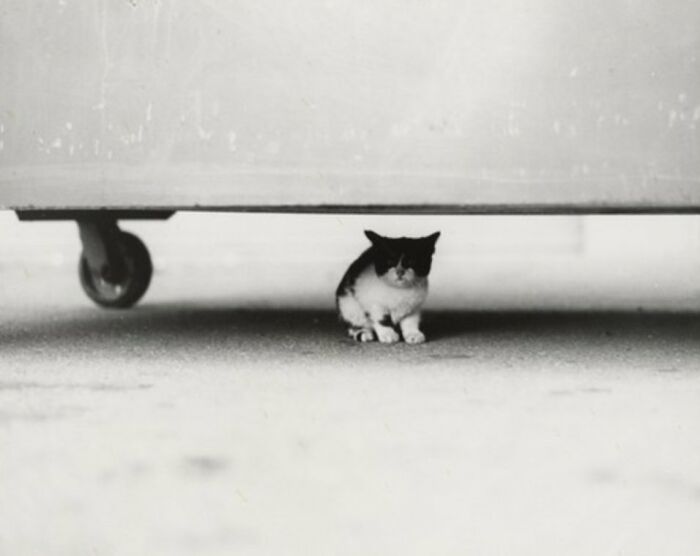 This Twitter Account Brings Together The Best Pictures Of Cats And Their Stories From The Past