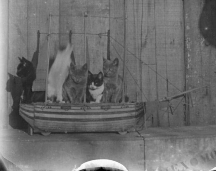 This Twitter Account Brings Together The Best Pictures Of Cats And Their Stories From The Past