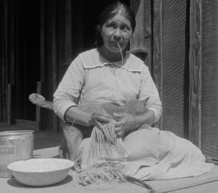 This Twitter Account Brings Together The Best Pictures Of Cats And Their Stories From The Past