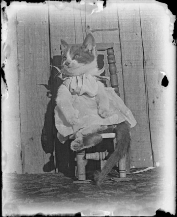 This Twitter Account Brings Together The Best Pictures Of Cats And Their Stories From The Past