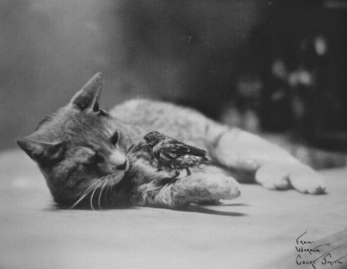 This Twitter Account Brings Together The Best Pictures Of Cats And Their Stories From The Past