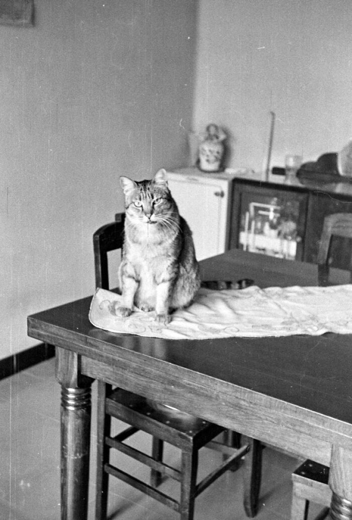 This Twitter Account Brings Together The Best Pictures Of Cats And Their Stories From The Past
