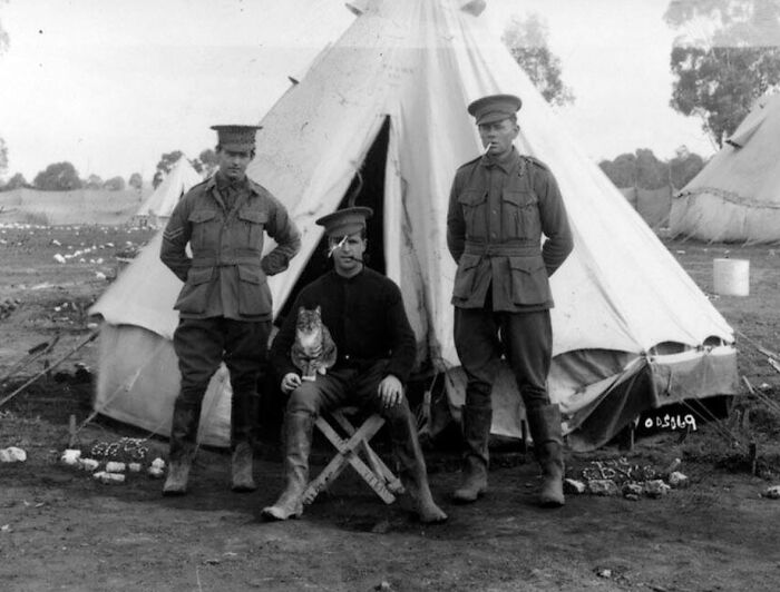 This Twitter Account Brings Together The Best Pictures Of Cats And Their Stories From The Past