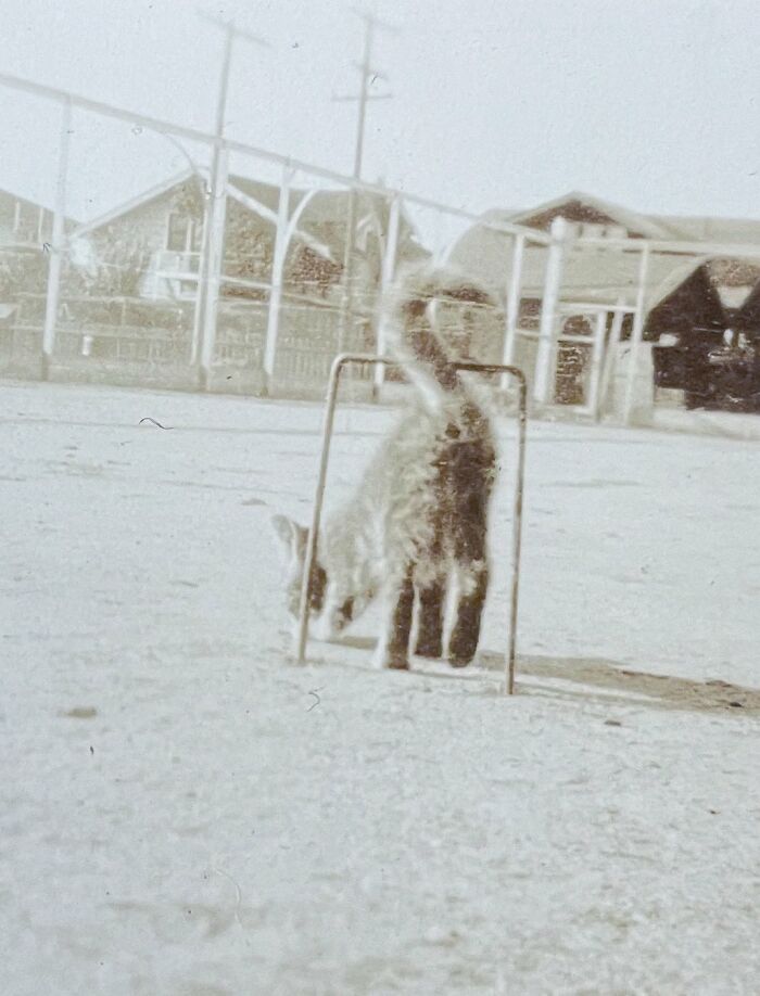 This Twitter Account Brings Together The Best Pictures Of Cats And Their Stories From The Past